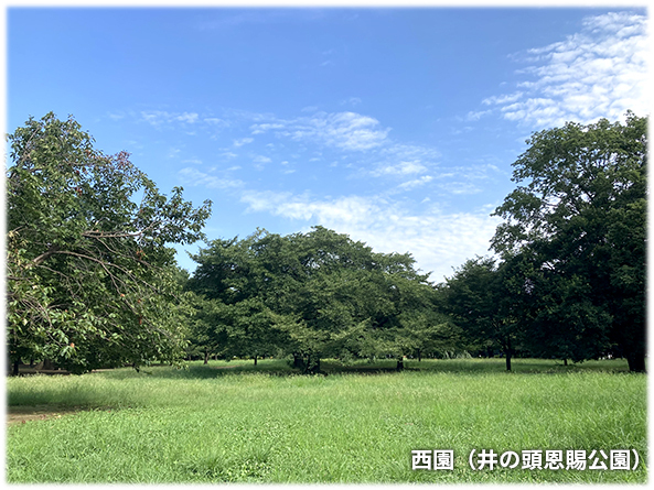 吉祥寺本町法律事務所 季節の写真