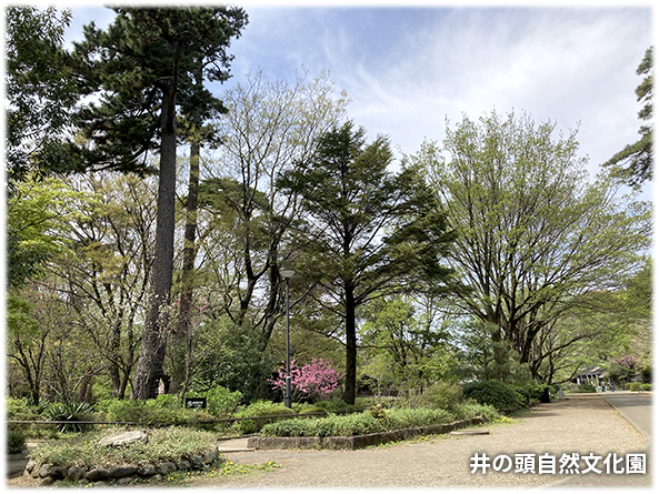 吉祥寺本町法律事務所 季節の写真