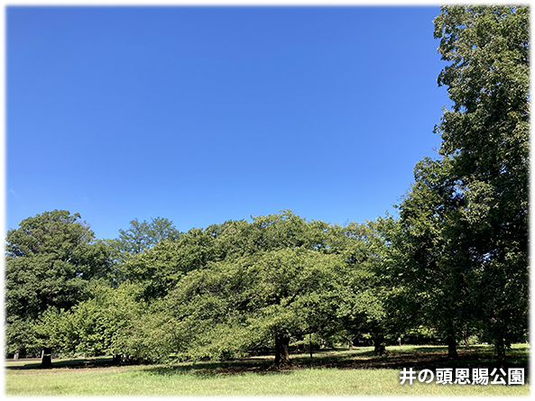 吉祥寺本町法律事務所 季節の写真