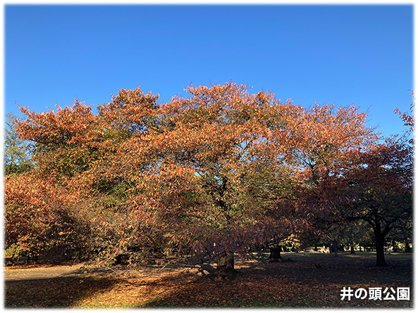 吉祥寺本町法律事務所 季節の写真