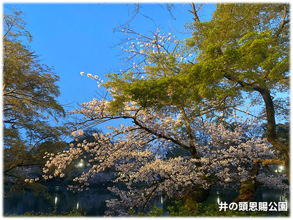 吉祥寺本町法律事務所 季節の写真